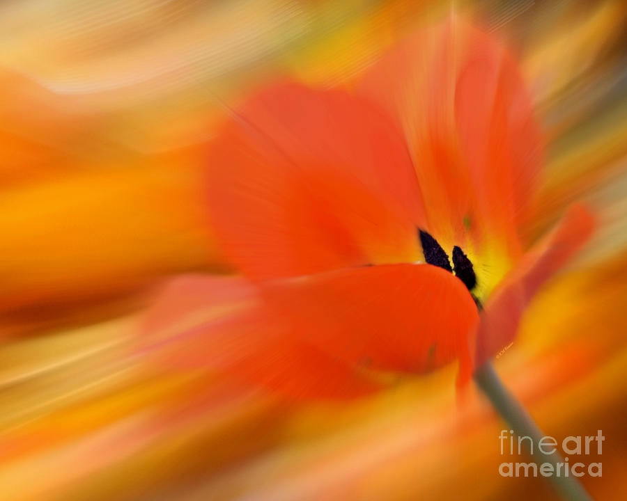 Tulip In Motion Photograph by Kathy M Krause