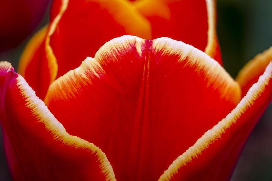 Tulip in Orange Photograph by Teri Virbickis