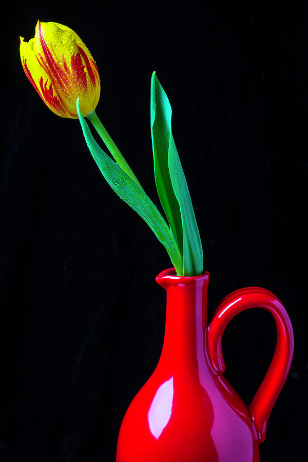 Tulip In Red Pitcher Photograph by Garry Gay