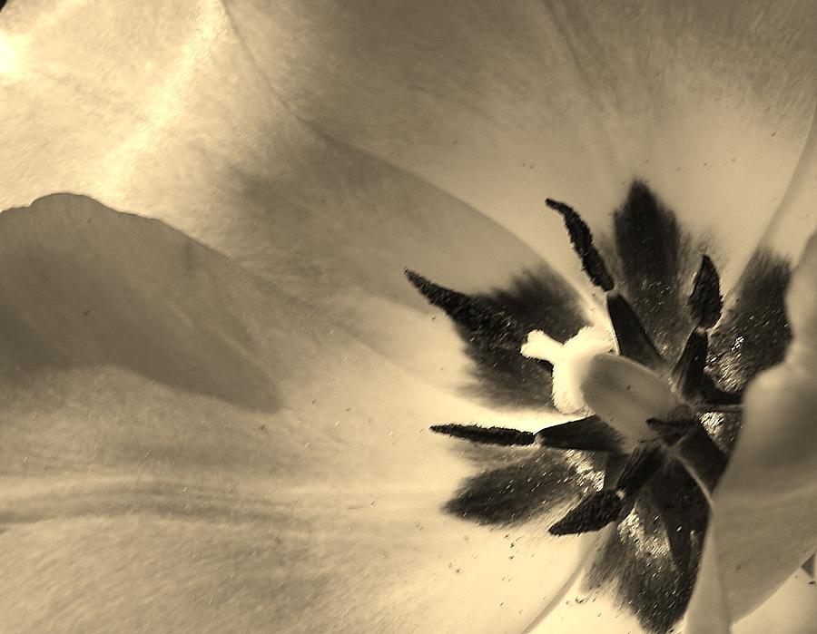 Tulip in Sepia Tone Photograph by Bruce Bley