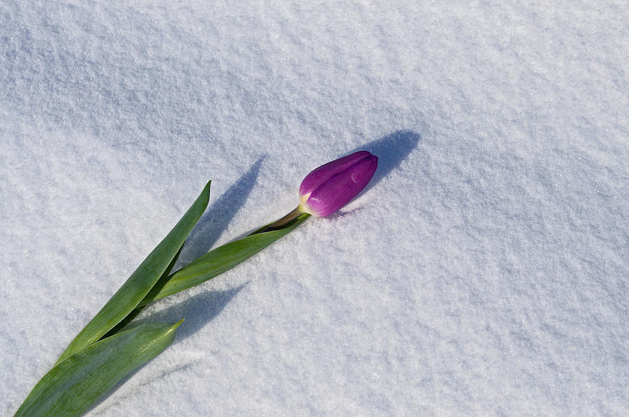 Tulip in Snow Photograph by Cathy Mahnke