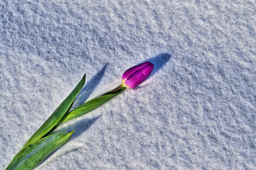 Tulip in Snow HDR Photograph by Cathy Mahnke