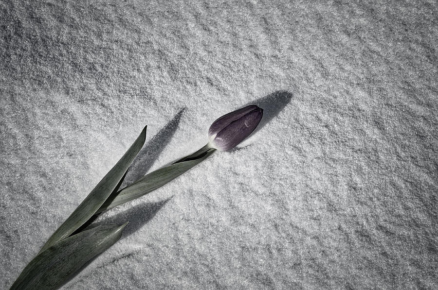 Tulip in Snow Monochrome Photograph by Cathy Mahnke