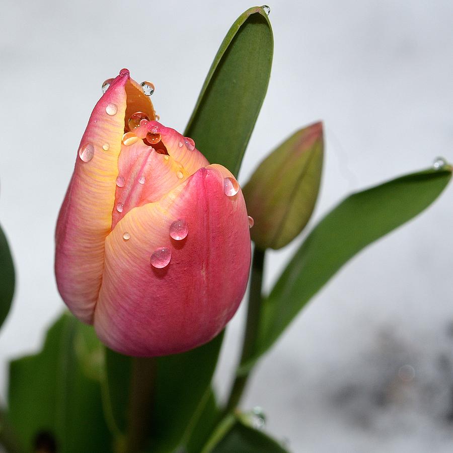 Tulip in Snow Photograph by Tana Reiff