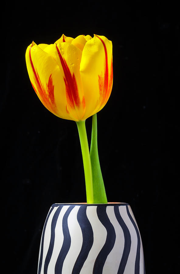 Tulip In Stripe Vase Photograph by Garry Gay