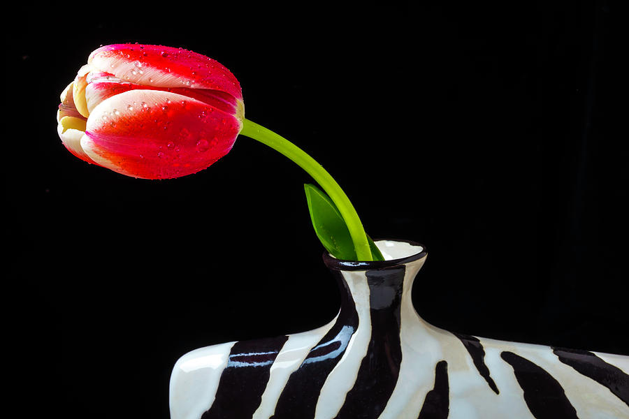 Tulip In Striped Vase Photograph by Garry Gay