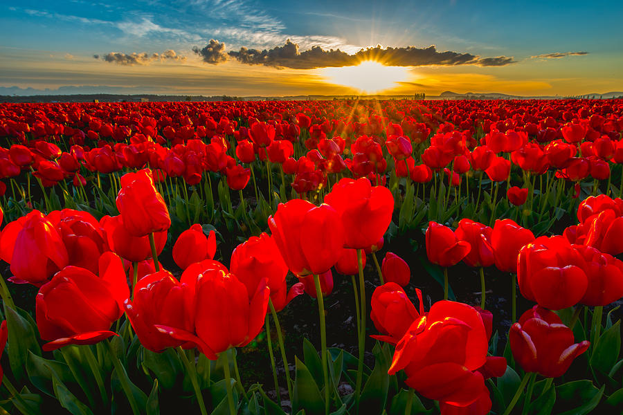 Tulip in Sunset Photograph by Hisao Mogi