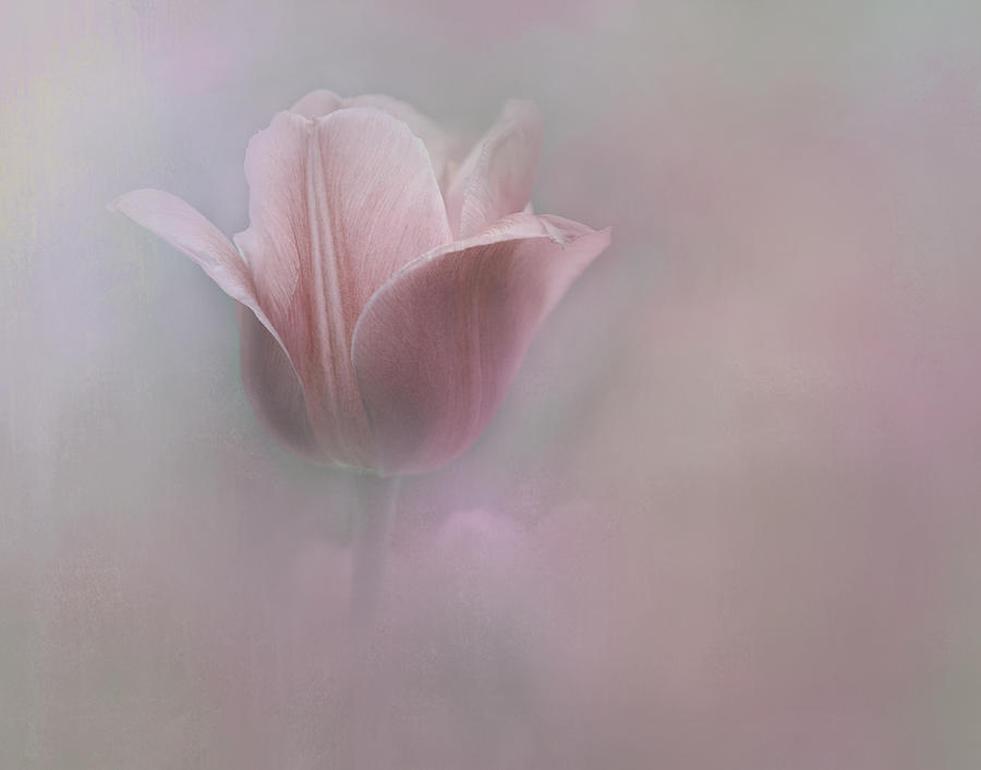Tulip in the Mist 2 Photograph by Eleanor Bortnick