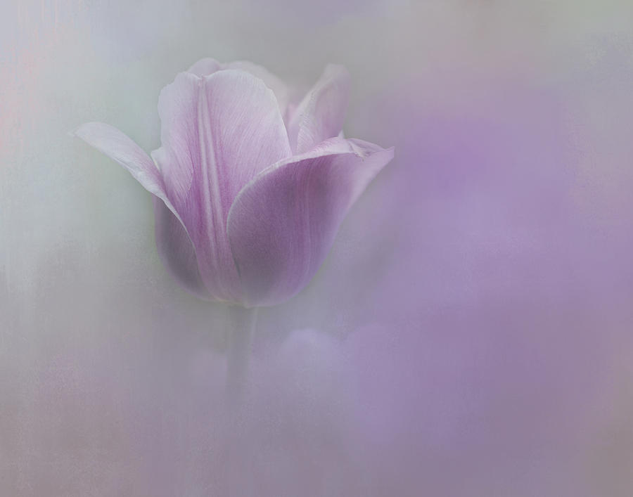 Tulip in the Mist Photograph by Eleanor Bortnick