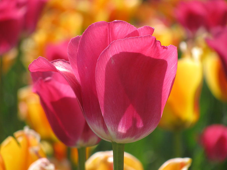 Tulip in the morning Photograph by Alfred Ng