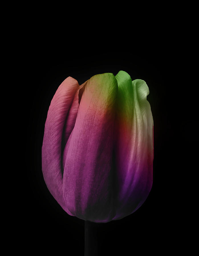 Tulip Photograph - Tulip In The Shadows 3 by Johanna Hurmerinta