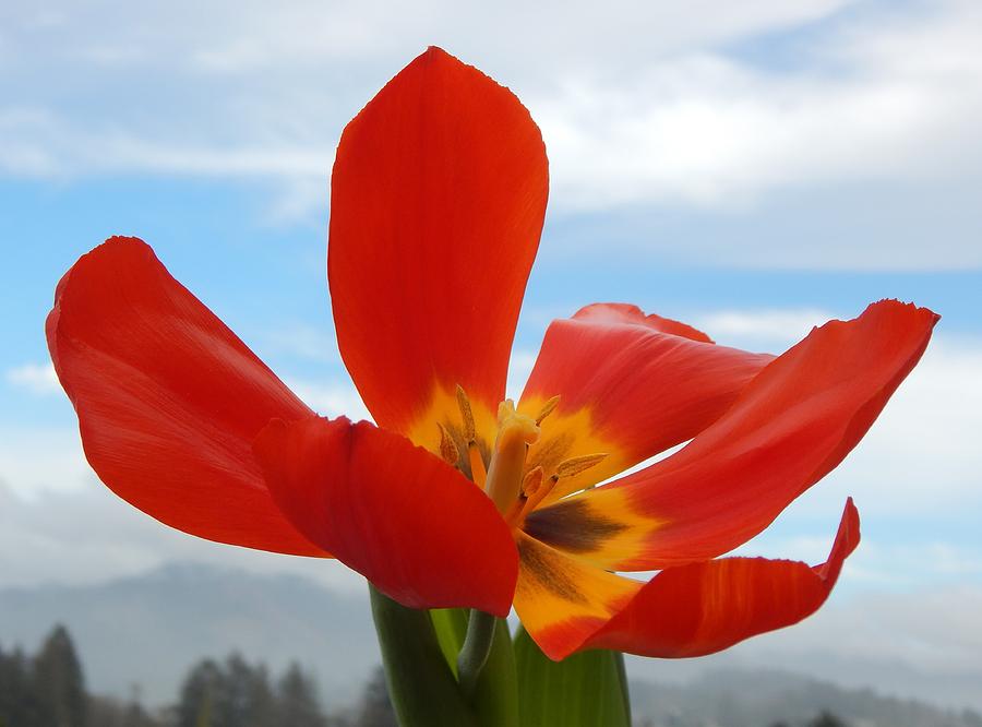 Tulip In The Sky Photograph by Gallery Of Hope 