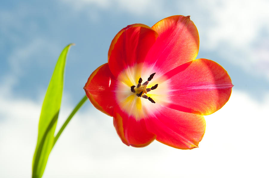 Tulip in the Sky Photograph by Helen Jackson