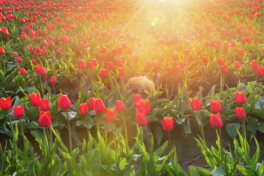 Tulip in the sunset Photograph by Hisao Mogi