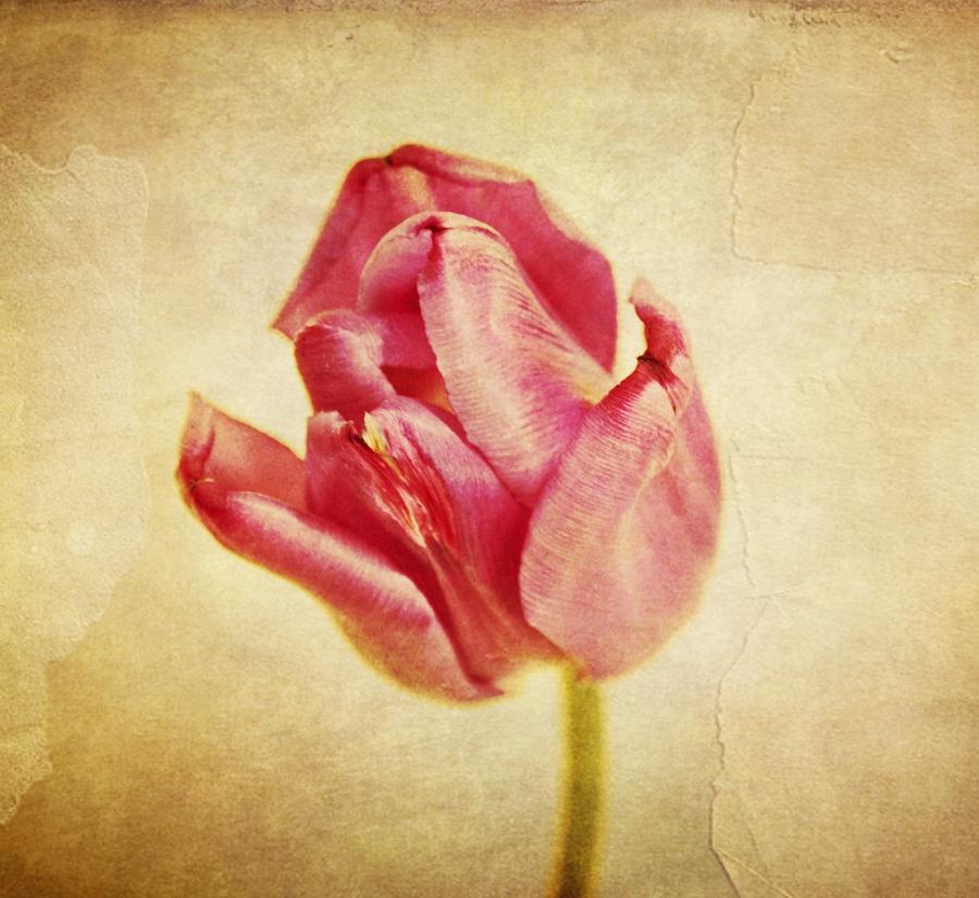 Tulip Photograph - Tulip in the wind by Cathie Tyler