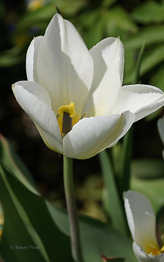 Tulip in White Photograph by Tracey Vivar