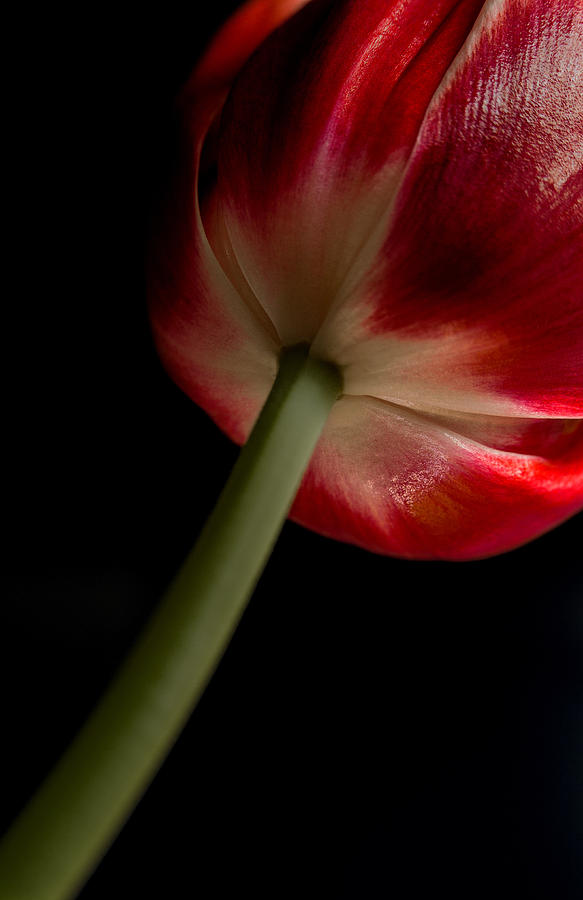 Tulip in window light Photograph by Bob Cournoyer