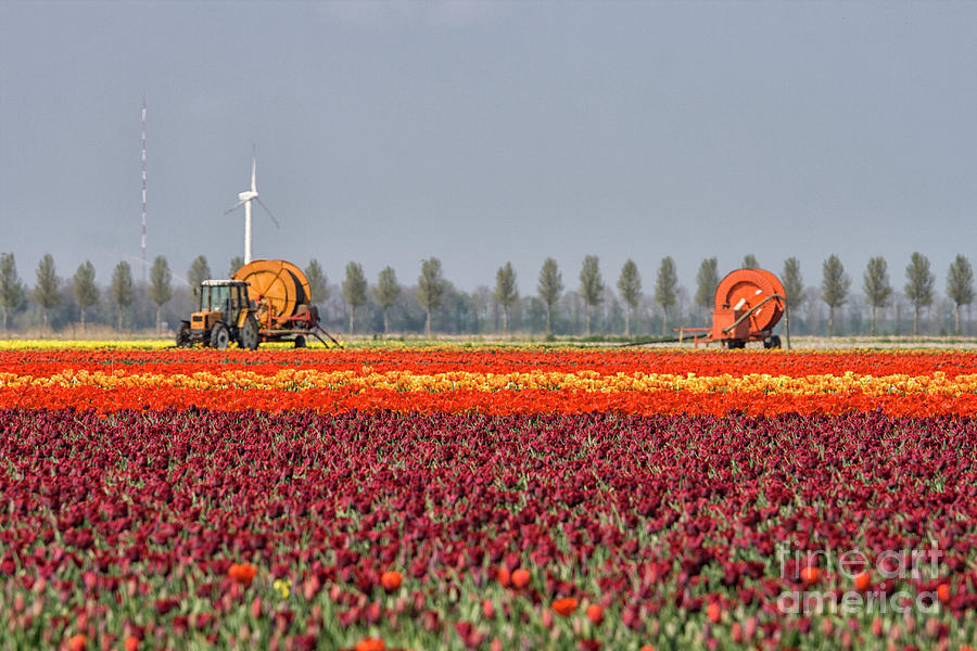 Tulip industry Photograph by Patricia Hofmeester