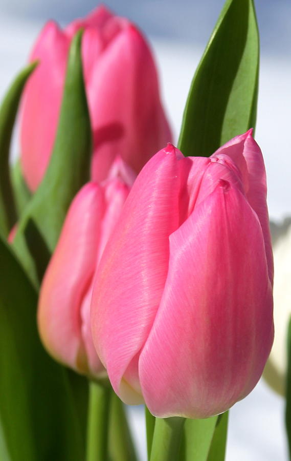 Tulip-ing Pink  Photograph by Floral Notes  By D
