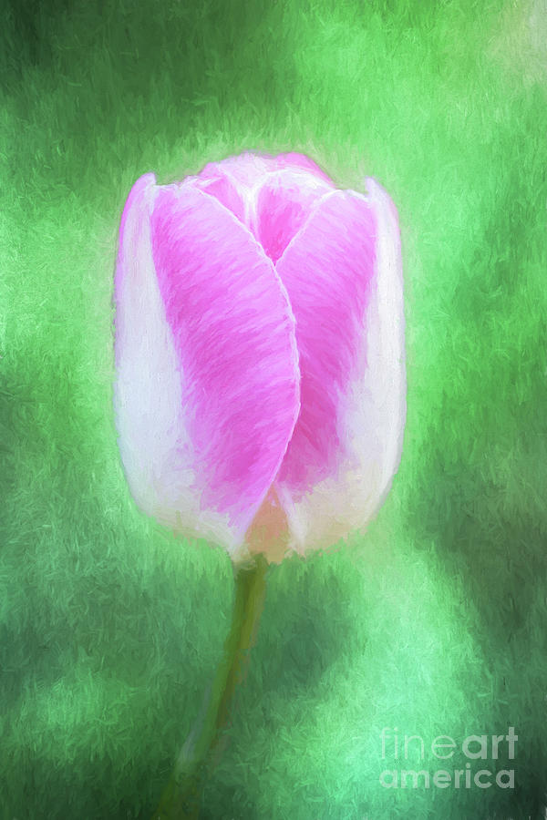 Tulip Innuendo Digital Art by Liz Leyden