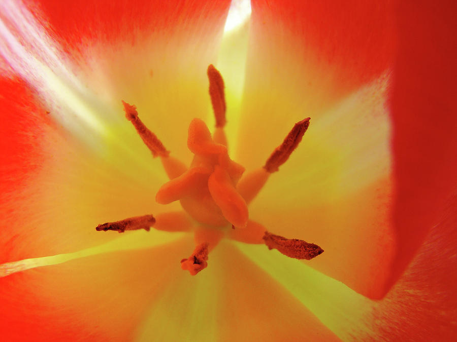Tulip Inside Flower Orange Tulips art prints Baslee Photograph by Patti ...