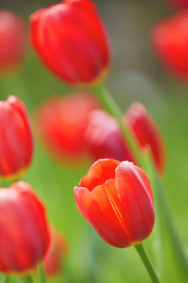 Tulip inspiration Photograph by Garden Gate magazine