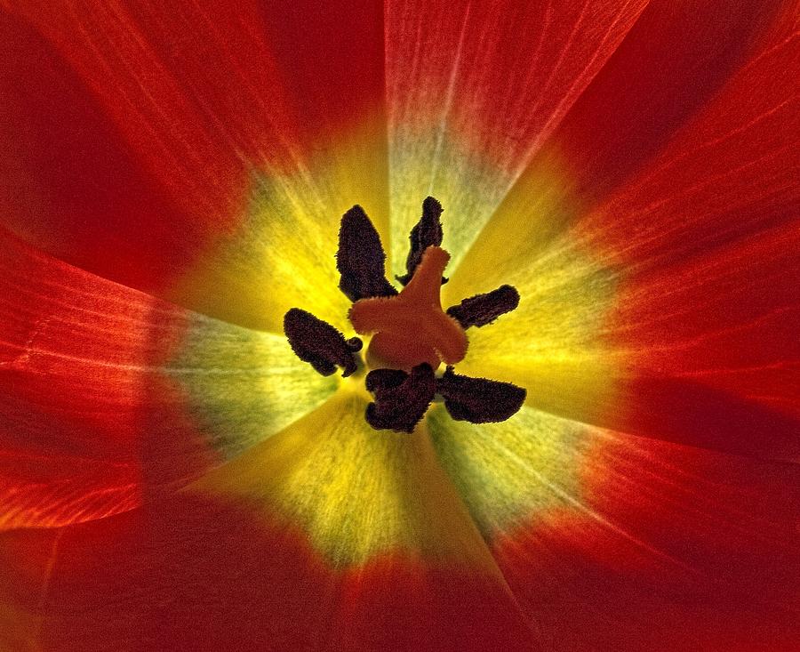 Nature Photograph - Tulip Interior by Robert Ullmann