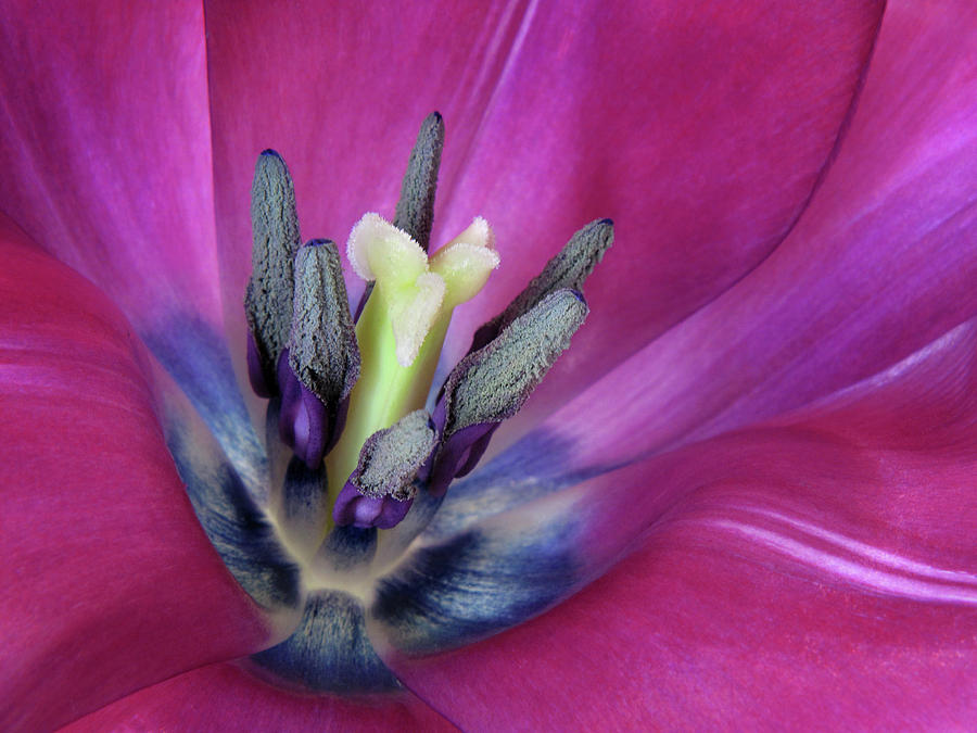 Tulip Intimacy Photograph by David and Carol Kelly