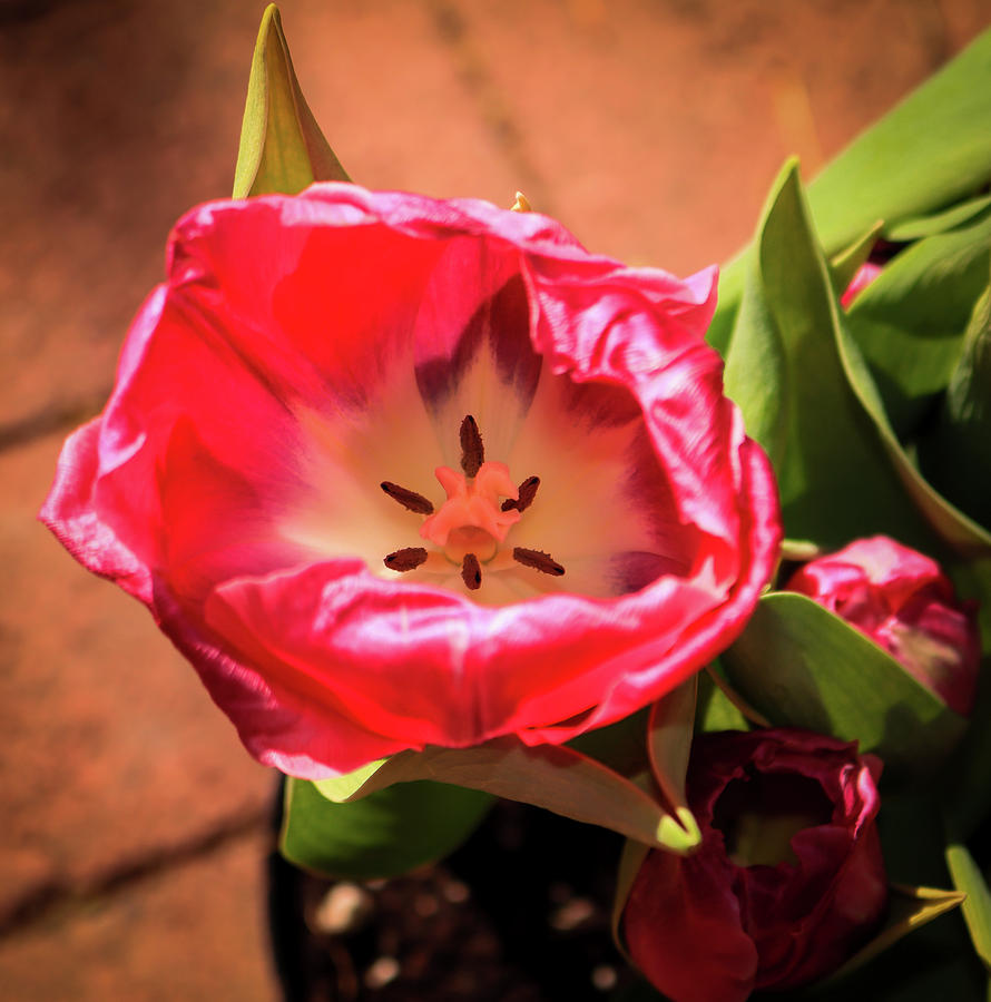 Tulip Photograph by Dr Janine Williams