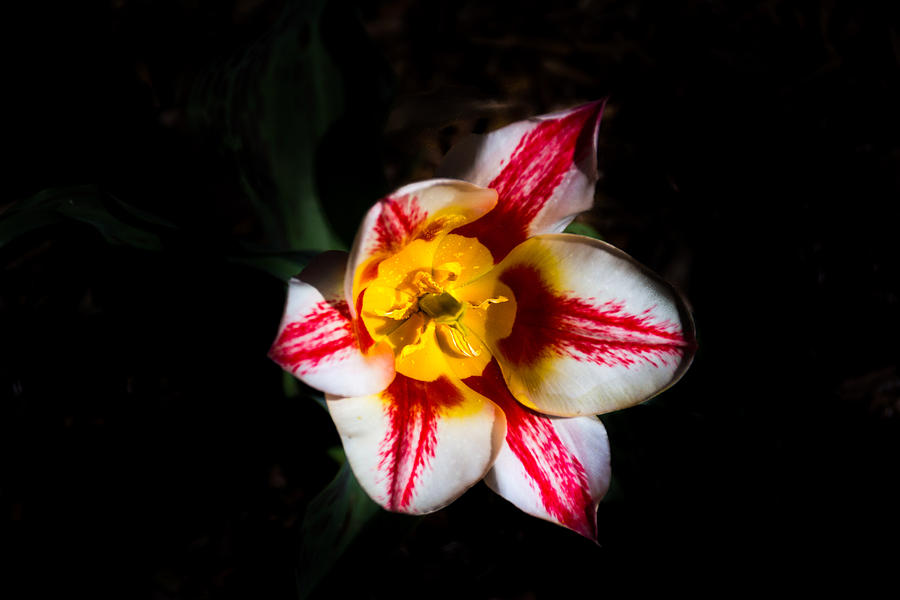 Tulip Photograph by Jay Stockhaus