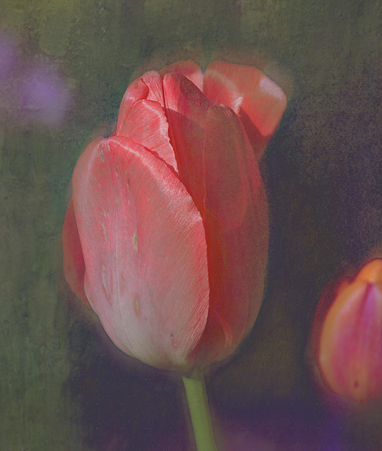 Tulip Digital Art by Jeff Burgess