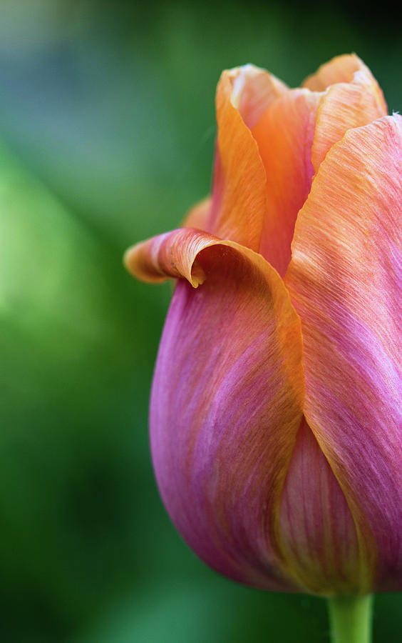 Tulip Photograph by Jennifer Kano