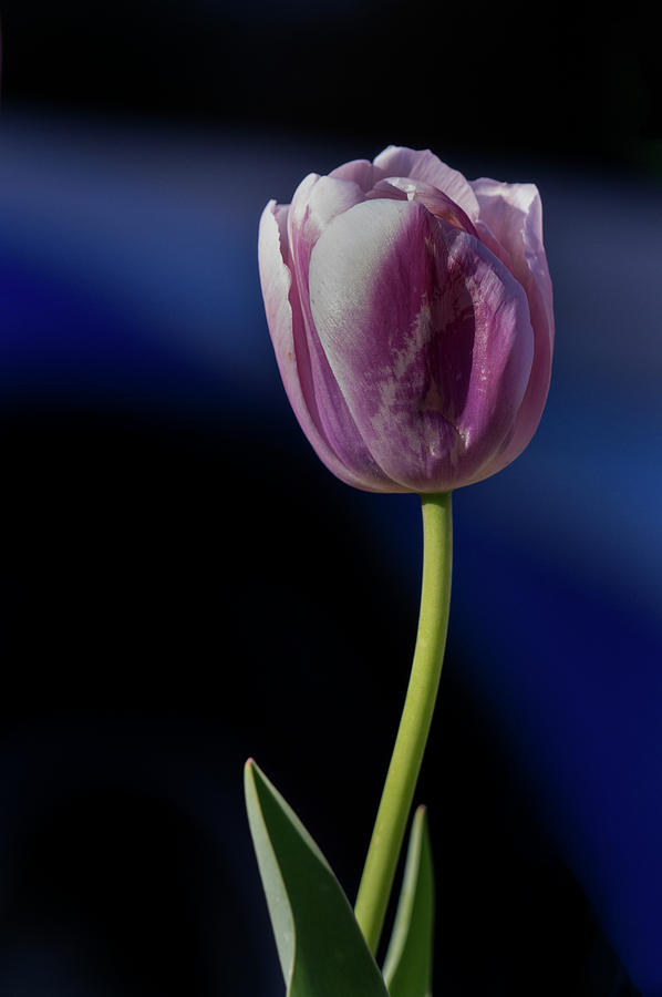 Tulip Photograph by Jerry Gammon