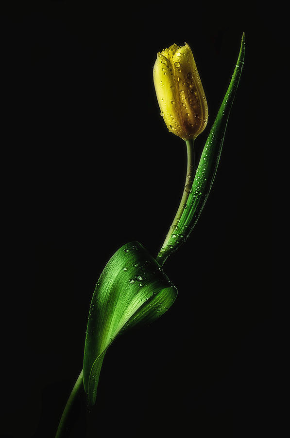 Spring Photograph - Tulip by Joe Conroy