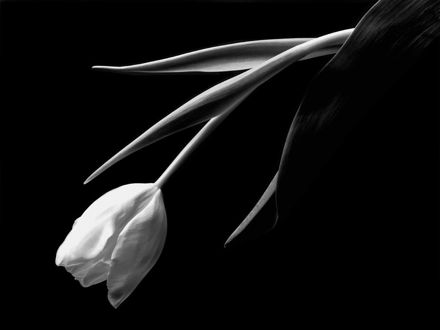 Black And White Photograph - Tulip by John Wong