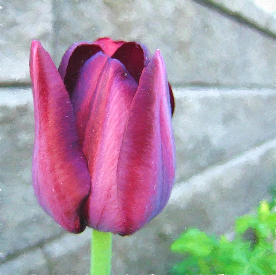 Tulip Photograph by Kathy Bassett