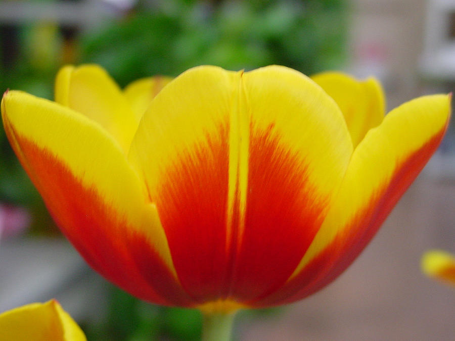 Nature Photograph - Tulip by Kathy Bucari