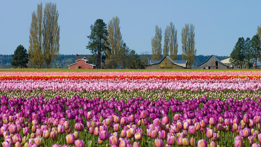 Tulip Landscape Photograph by Peter OBrien