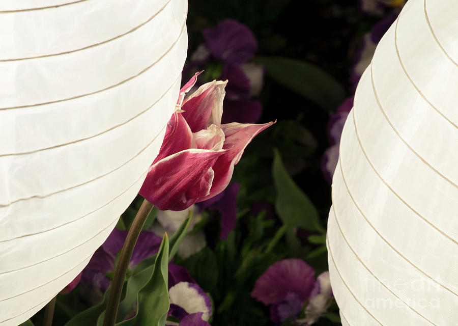 Tulip Lantern Photograph by Angela DeFrias