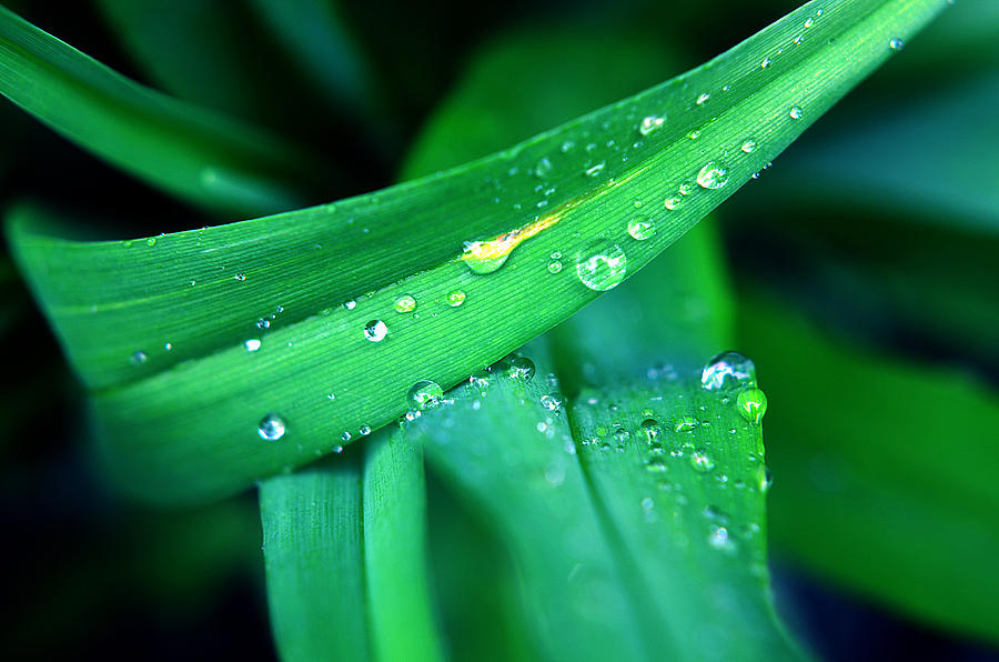 Tulip Leaf droplets-1 Photograph by Steve Somerville