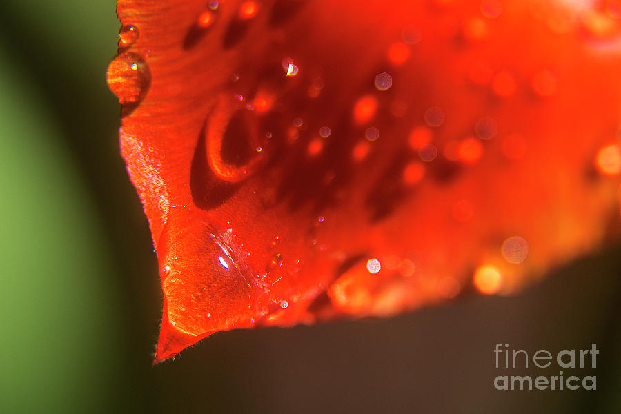 Tulip Leaf Droplets-2209 Photograph by Steve Somerville
