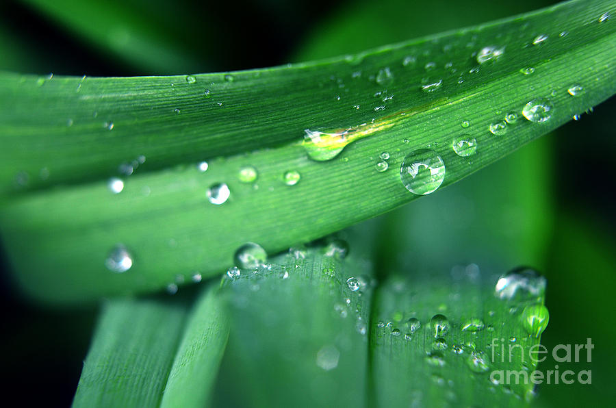 Tulip Leaf droplets-3 Photograph by Steve Somerville