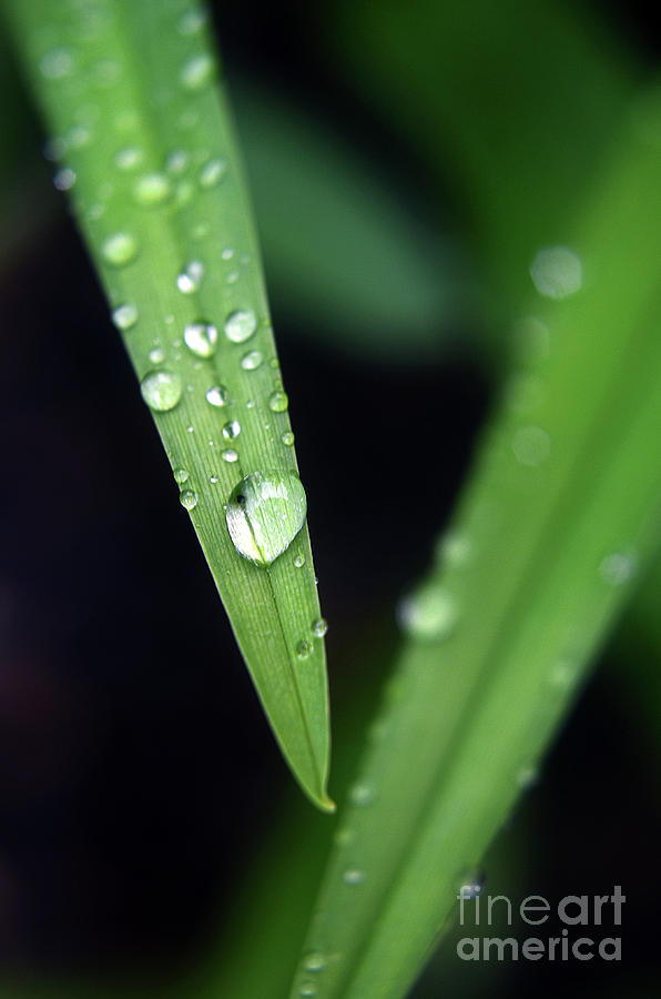 Tulip Leaf droplets-4 Photograph by Steve Somerville