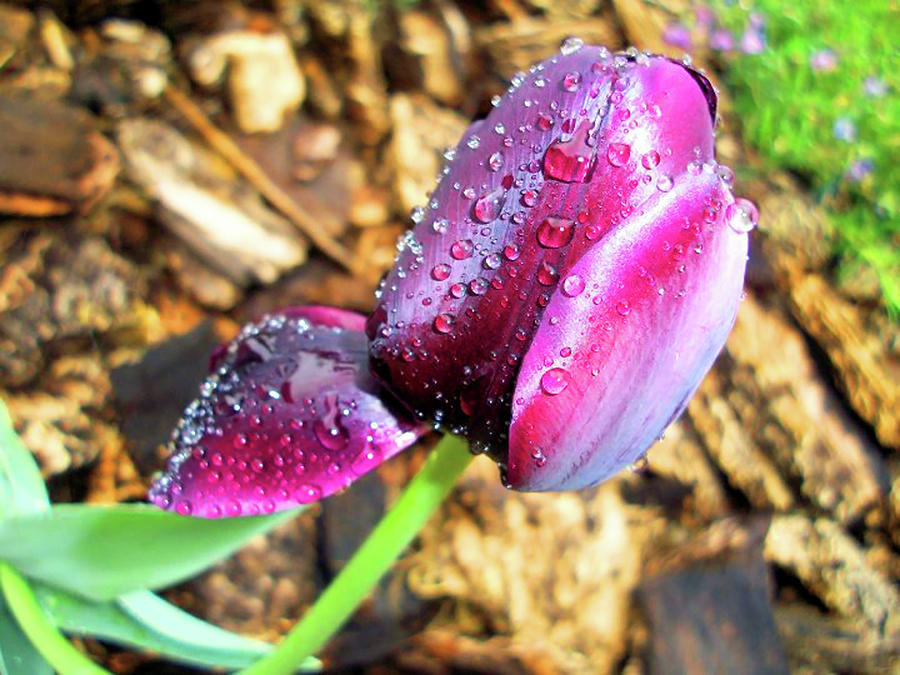 Tulip Photograph by Leandra Delgado - Fine Art America