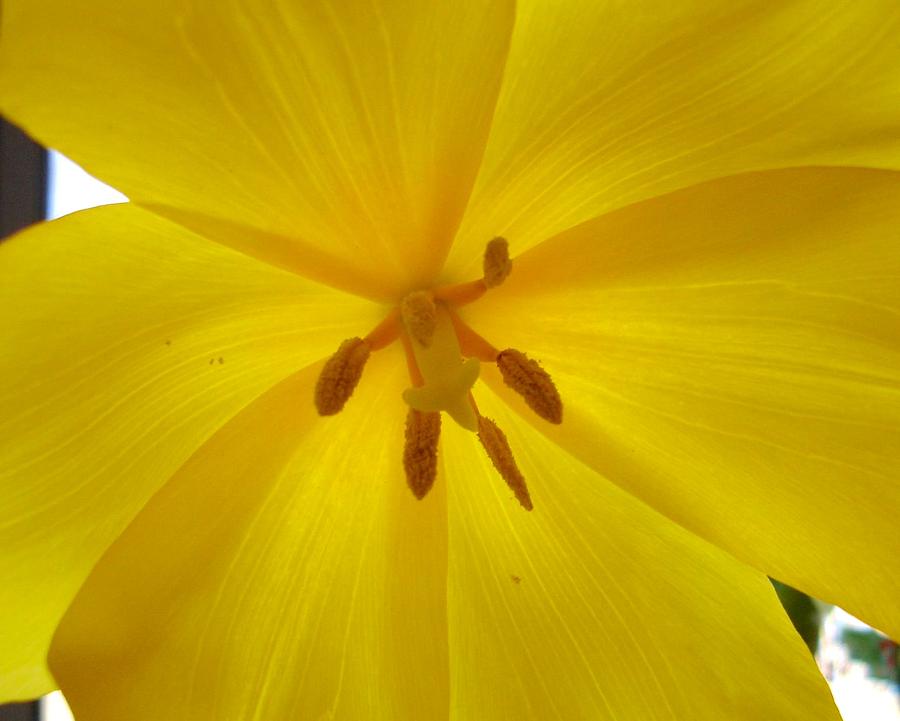 Tulip Light Photograph by Lessandra Grimley