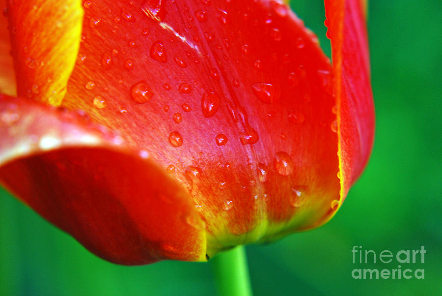 Tulip Photograph by Lila Fisher-Wenzel