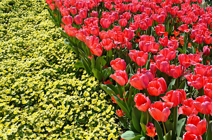 Tulip Line Photograph by Ally White