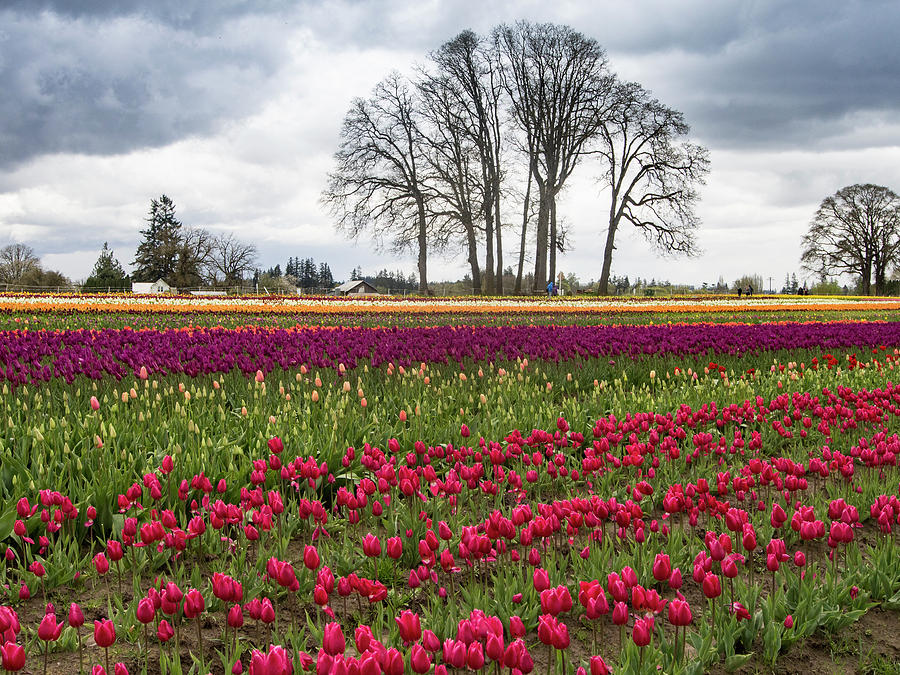 Tulip Line up Photograph by Jean Noren