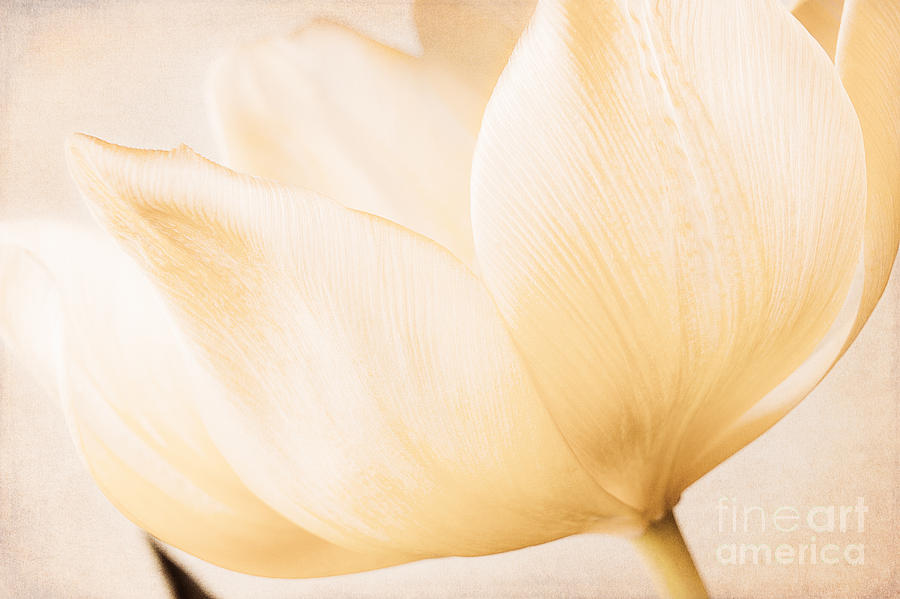 Floral Photograph - Tulip by Lisa McStamp Floral Photograph - Tulip by Lisa McStamp