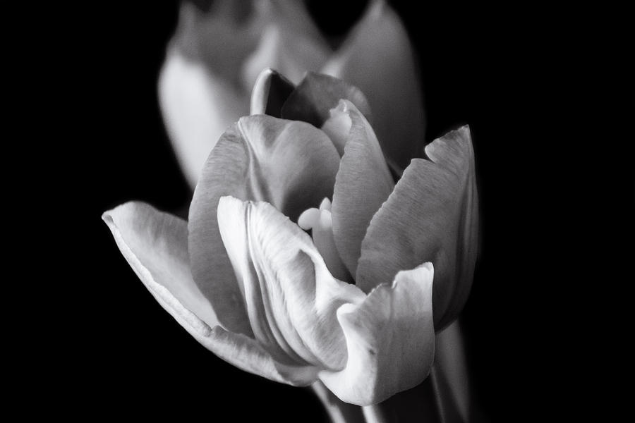 Tulip Love Photograph by Joanne Thomas - Pixels